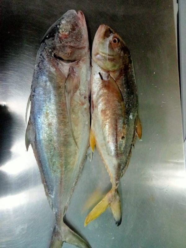 Kolekole (Rudderfish) Price per Kg